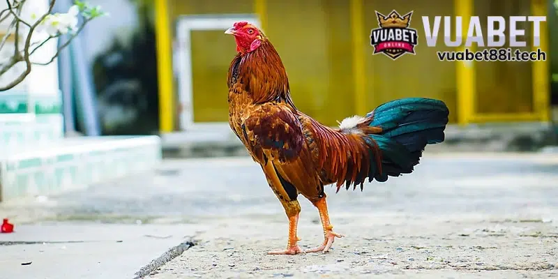 Gà tre sung sức đá mạnh ngay từ hiệp đầu